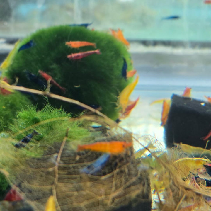 ™ Premium Neocaridina Shrimp – a Perfect Combo to Brighten Your Aquarium! (20 Mixed + 1MYSTERY Snail)