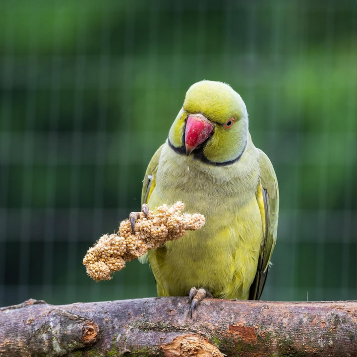 Millet Tips & Tails for Birds - Parakeets, Cockatiels, Lovebirds, Finches, Budgies, Canaries, Cockatoos - Natural & Healthy Millet for Birds - Parakeet Food & Treats for All Parrots, 1Lb