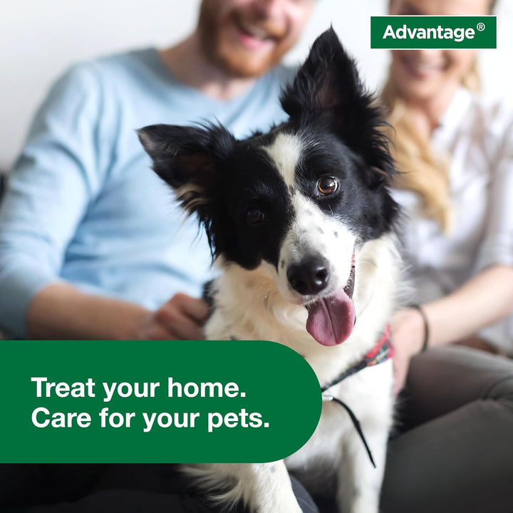 Household Fogger | Kills Fleas & Ticks | Flea Fogger for Home | 2 Oz. Canisters (Pack of 3)