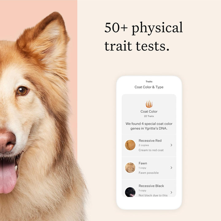 Panel Premium Dog DNA Kit: Most Comprehensive with 265+ Health Tests, Identify 365+ Dog Breeds, 50+ Traits, Relatives, Ancestry, Genetic Diversity - Pack of 1