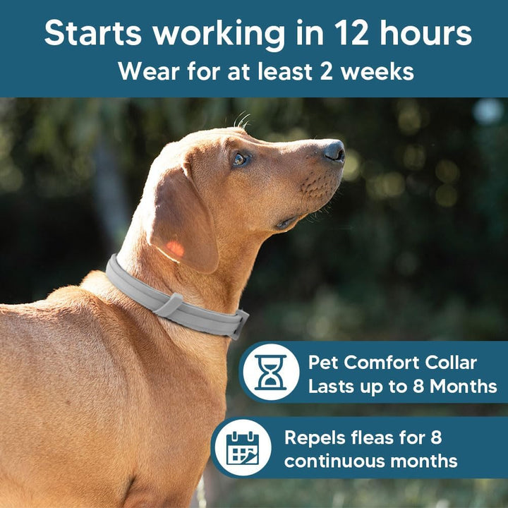 Flea Collar for Dogs, 8 Months Protection Flea & Tick Collars for Dogs, Dog Tick Collar, Adjustable One Size Fits All 2 Count ﻿