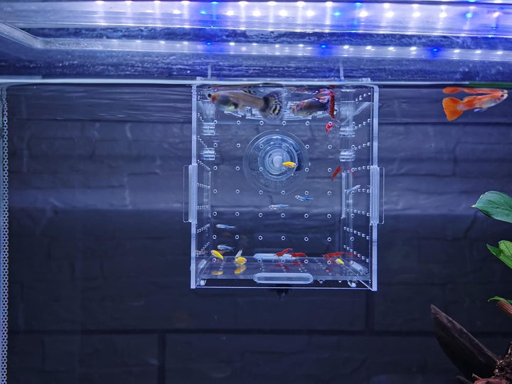 Acrylic Fish Breeding Box, Acrylic Fish Isolation Box, Fish Separator for Aquarium, Hatchery Incubator with Suction Cups for Small Baby Fishes Shrimp Clownfish Guppy (3.9 * 3.9 * 3.9Inch)