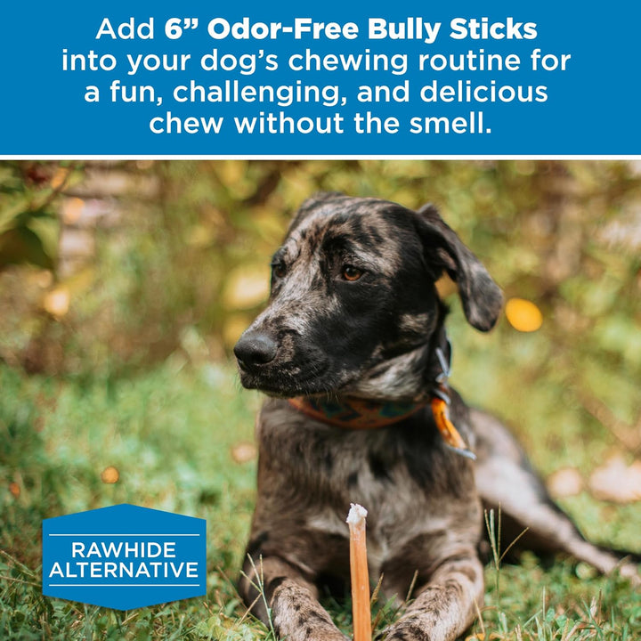6 Inch Odor-Free Bully Sticks - 20 Count (Pack of 1) - Bulk Bag, Odorless Natural Grass-Fed Beef, Easily Digestible, No Grain or Rawhide, Ideal for Big Breeds