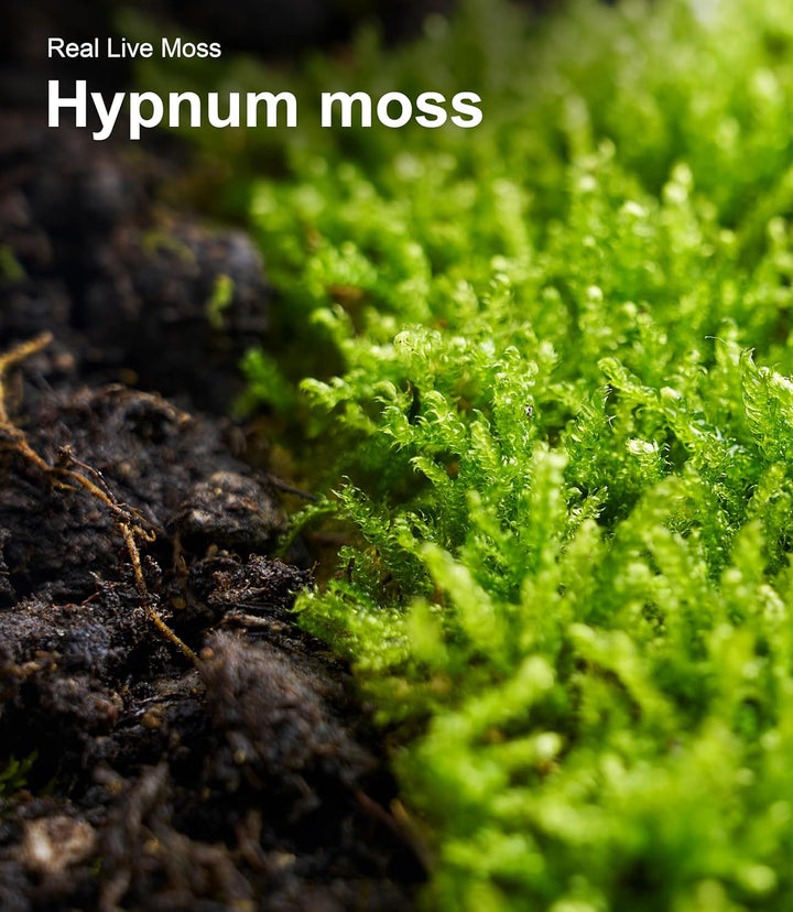 Live Moss Duo Pack – 2 Varieties Mixed Moss for Reptile Terrariums, Amphibian Habitats, Bonsai, Vivariums