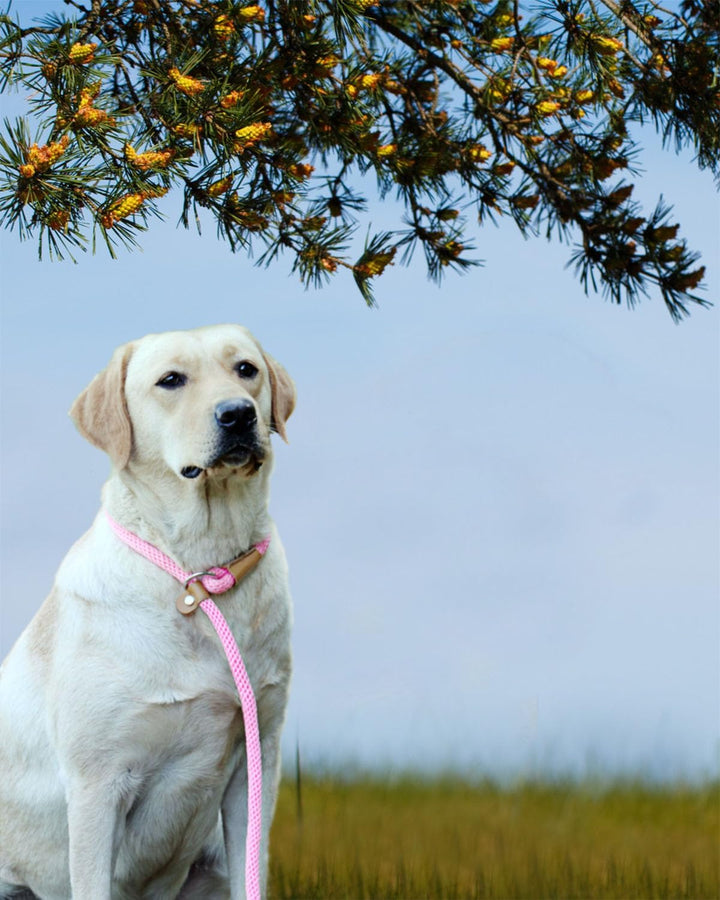 Dog Leash Slip Lead 5 6 8 FT Dog Training Leash Strong Heavy Duty Rope No Pull Training Lead Leashes for Dogs