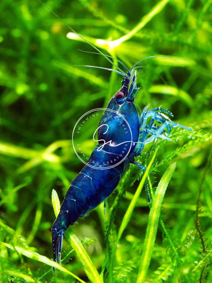 ™ Premium Neocaridina Shrimp – a Perfect Combo to Brighten Your Aquarium! (20 Mixed + 1MYSTERY Snail)