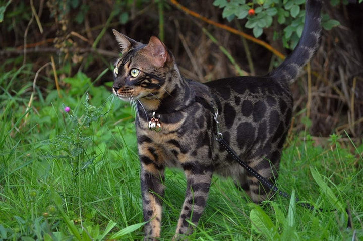 2 Extra Loud Cat & Dog Bells | Pet Tracker | save Birds & Wildlife | Luxury Handmade Copper (Small)