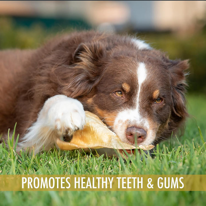 Water Buffalo All Natural Ear Dog Chews, Dog Treats & Snacks - 20 Piece Value Pack (Grain Free Treats - Great Alternative to Pig Ears, Cow Ears, Bones & Rawhides)