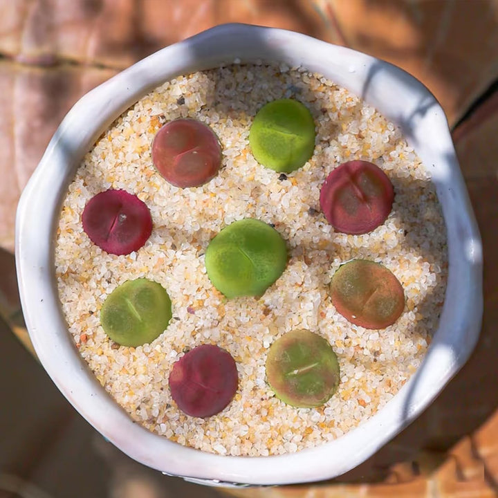 Aquarium Sand, 2Lbs Beige Fish Tank Sand, Aquarium Gravel Substrate for Aquascaping, Vivariums, Terrariums, Plants and Crafts