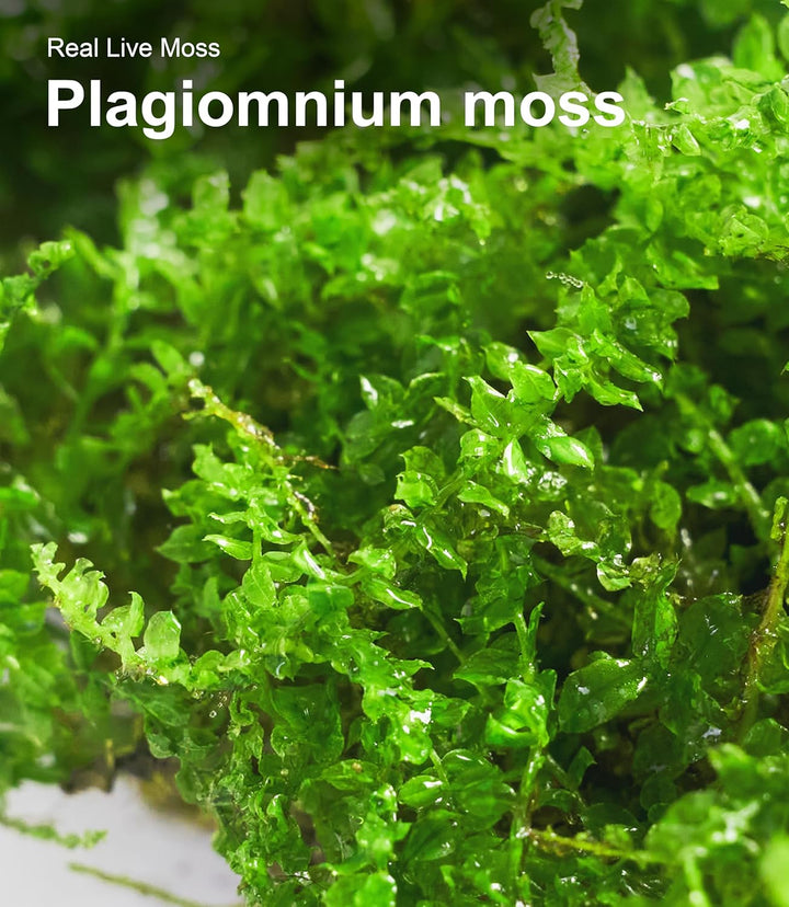 Live Moss Duo Pack – 2 Varieties Mixed Moss for Reptile Terrariums, Amphibian Habitats, Bonsai, Vivariums