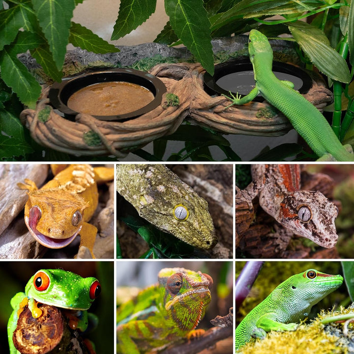 Dual Gecko Feeder Ledge, Reptile Hollow Vine Food Feeding for Bearded Dragon Lizard Snake Turtle, Reptile Water Feeding with 4 PCS Bowl, Reptile Dish Terrarium Tank Decor Accessories