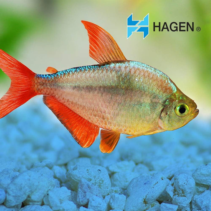 Decorative Gravel, 1-Pound, Blue