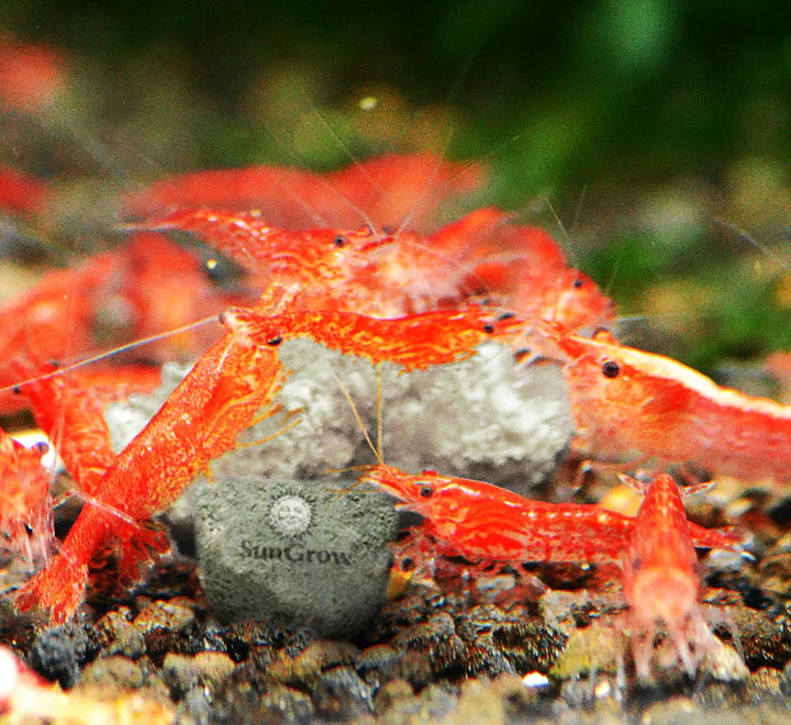 Shrimp Rocks, Calcium, Magnesium Rocks for Crayfish, Hermit Crab, Snails, Crustacean Care, Aquarium Decor for Crystal Red, Amano and Ghost Shrimps, Nano Tank Accessories, Fish Tank Supplies