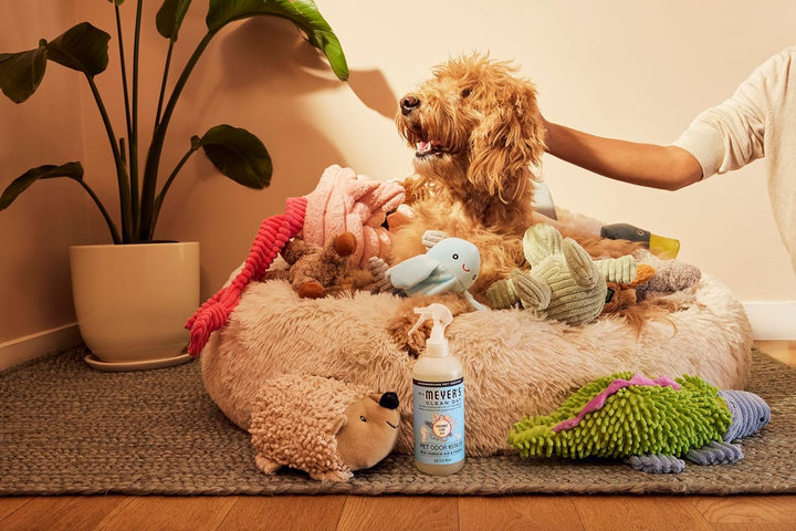 CLEAN DAY Pet Odor Neutralizer, Coconut Leaf Scent, 12Oz