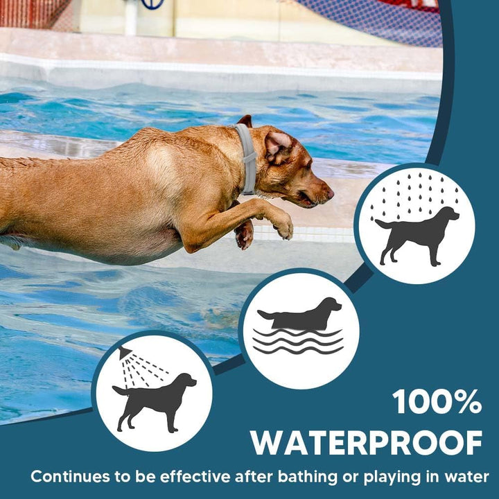 Flea Collar for Dogs, 8 Months Protection Flea & Tick Collars for Dogs, Dog Tick Collar, Adjustable One Size Fits All 2 Count ﻿