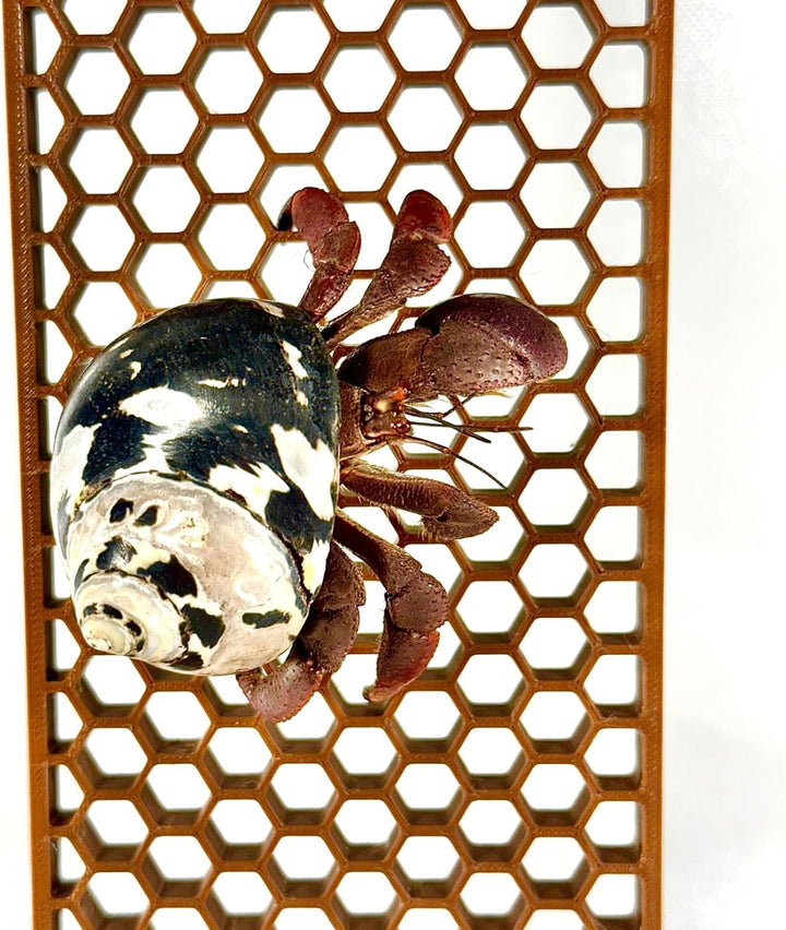 Hermit Crab Ladder Climbing Toy | Hermit Crab Tank Enrichment Decor | Hermit Crab Decoration Accessories Supplies Toys Ornaments
