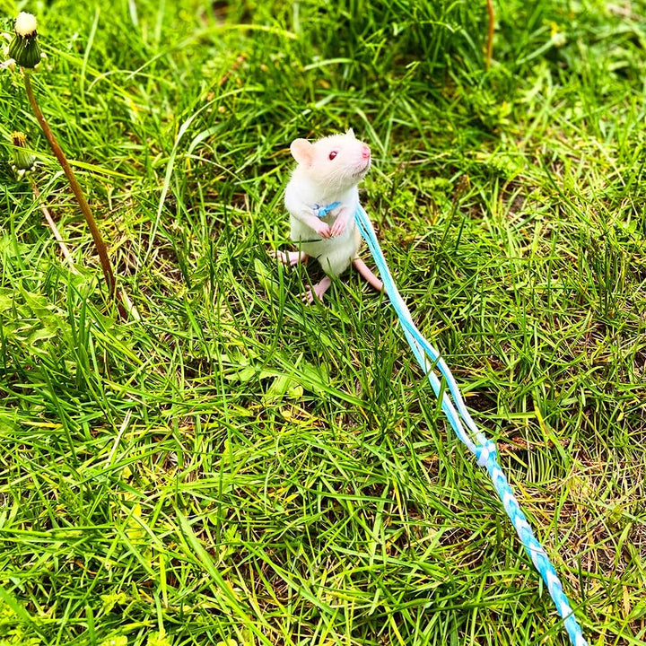 3 Pack Adjustable Hamster Leash Harness for Chinchilla Rabbit Hamster Guinea Pig Squirrel Small Animal