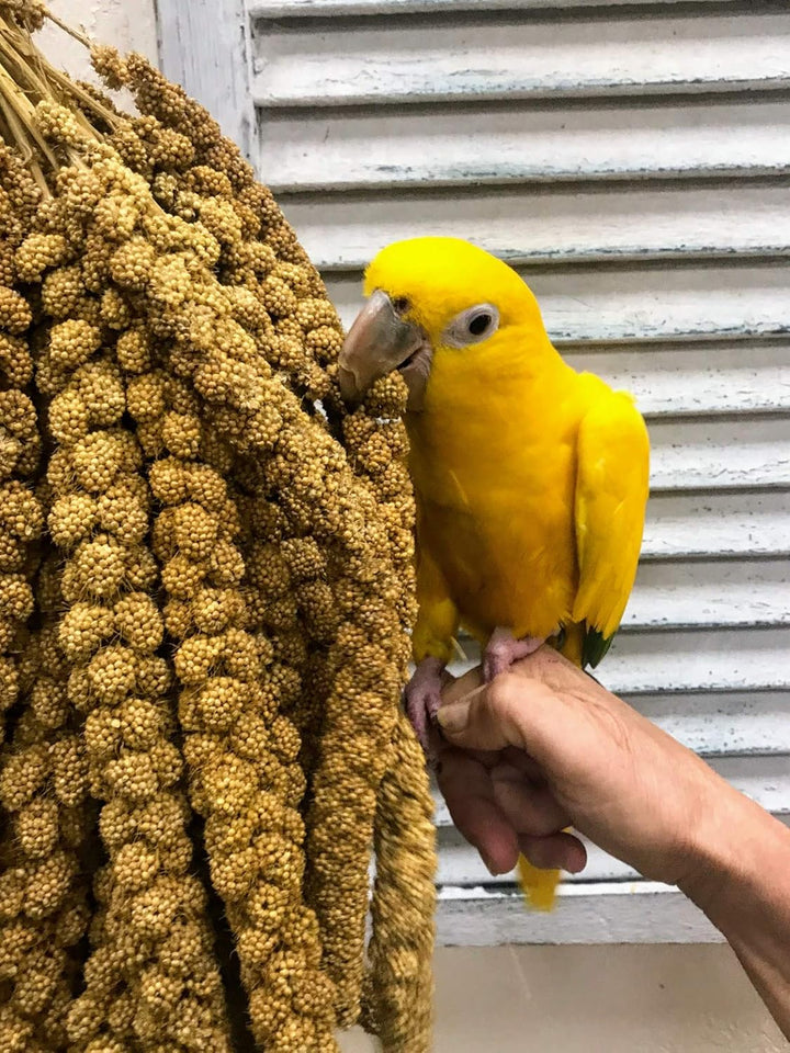 Premium Non-Gmo Spray Millet Treat | Hand-Harvested Bird Snack | 100% Edible Tops | Sun-Dried Supplement for Parakeets, Cockatiels, Finches, Lovebirds, Canaries