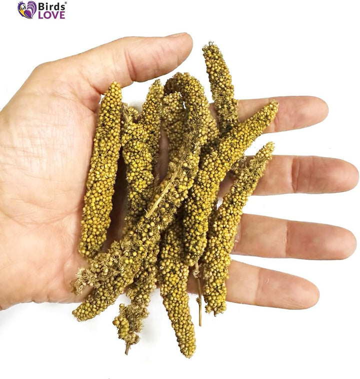 Millet Tips & Tails for Birds - Parakeets, Cockatiels, Lovebirds, Finches, Budgies, Canaries, Cockatoos - Natural & Healthy Millet for Birds - Parakeet Food & Treats for All Parrots, 1Lb