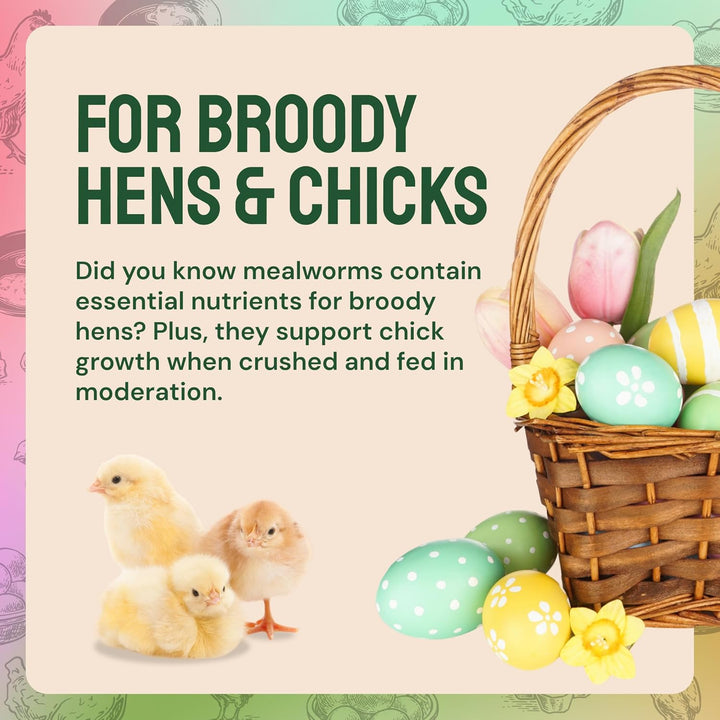 Chicken Feed Dried Mealworms - 5 Lb, Non-Gmo & Organic - High-Protein Mealworms for Wild Birds & Ducks, Chicken Treats & Bird Food