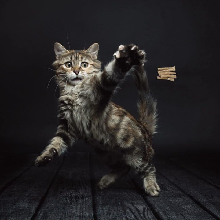 Products 101 Interactive Cat Toy, Brown