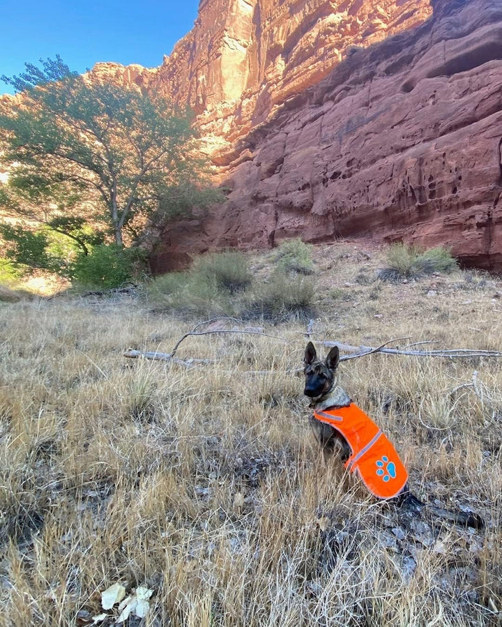 Reflective Dog Vest. Hi-Visibility, Fluorescent Blaze Orange Dog Vest Helps Protect Your Best Friend. Safeguard Your PUP from Motorists & Hunting Accidents, on or off Leash (Large)