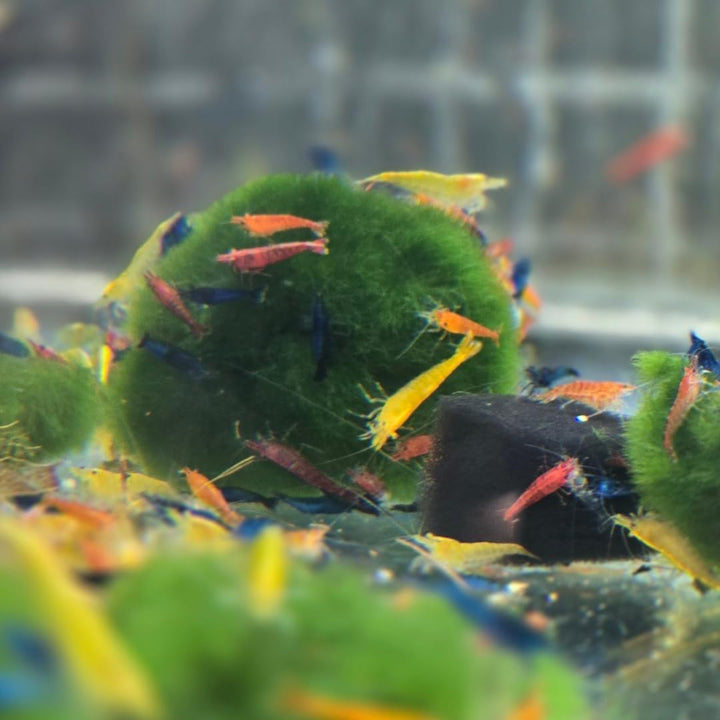 ™ Premium Neocaridina Shrimp – a Perfect Combo to Brighten Your Aquarium! (20 Mixed + 1MYSTERY Snail)