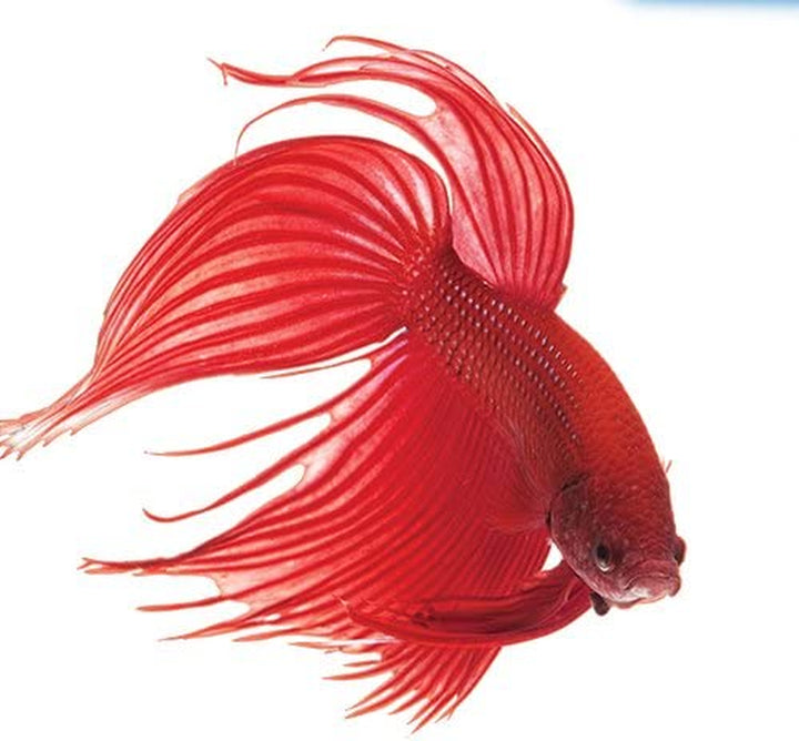 BETTAFIX Antibacterial & Antifungal Betta Fish Infection and Fungus Remedy 1.7-Ounce Bottle