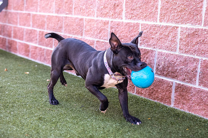 Large Soccer Ball Floating-Bouncing Dog Toy, 8 Inch Diameter, Ocean Blue