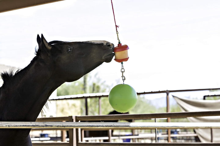 Combo Horse Stall Toy: Apple Scented Jolly Ball and Apple Flavored Snack Holder (SS203)