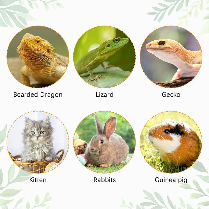 Bearded Dragon Carrier with Harness and Leash Set, Large Reptile Travel Carrier Portable Lizard Backpack Clear Small Animals Carrying Bag for Gecko Hamster Rabbit Hedgehog Kitten (Black)