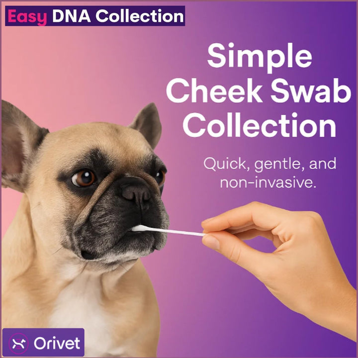 Genopet Dog DNA Test – Dog Breed Test Kit USA | Canine Ancestry & Genetic Health Screening by Age, Weight & Gender | At-Home Swab | Results in 21-25 Days after Activation
