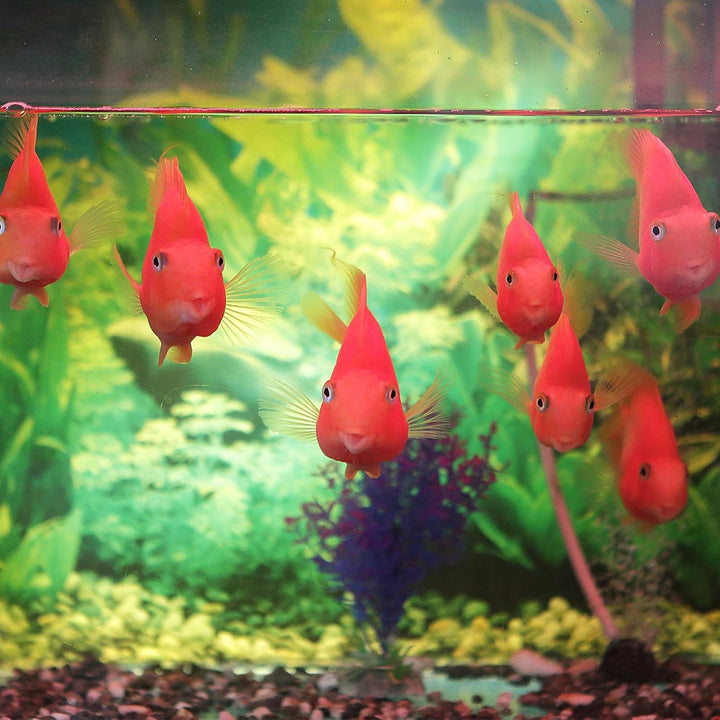 Fish Tank Breeder 2 Pcs Large Mesh Net Fry Saver Aquarium Spawn Hatchery Isolation with Suction Cups