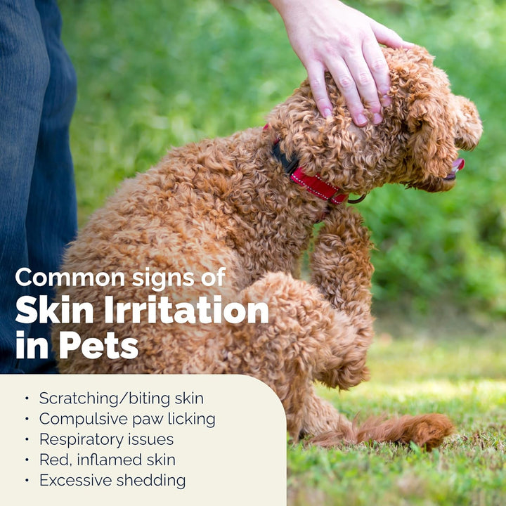 Dermabliss Chlorhexidine for Dogs Skin Health - Antibacterial Medicated Dog Shampoo, and Medicated Wipes - for Skin Infections & Irritation, Hot Spots & Redness Relief (Medicated Spray, 8Oz)