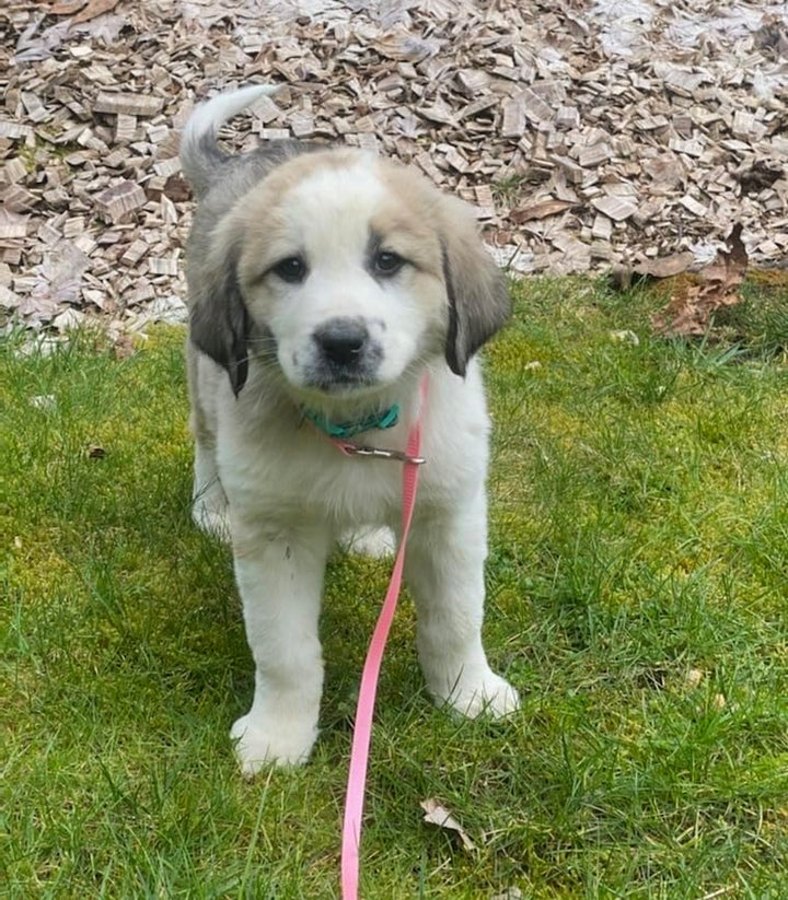 Powdered Puppy Milk Replacer - 12Oz