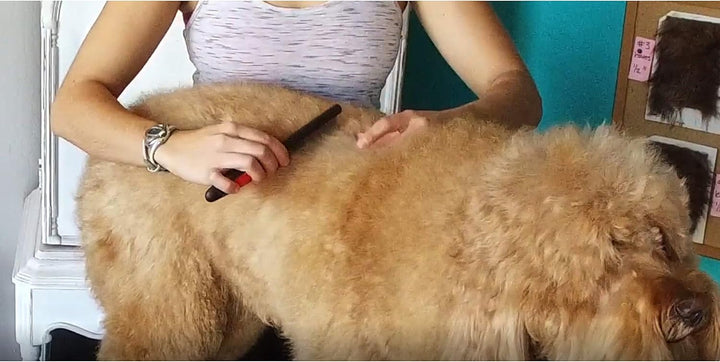 Paw Brothers Flea Comb for Small and Large Dogs and Cats with Handle, Professional Dog Grooming Kit and Supplies, Puppy Essentials, Black and Red, 8.8 Inches