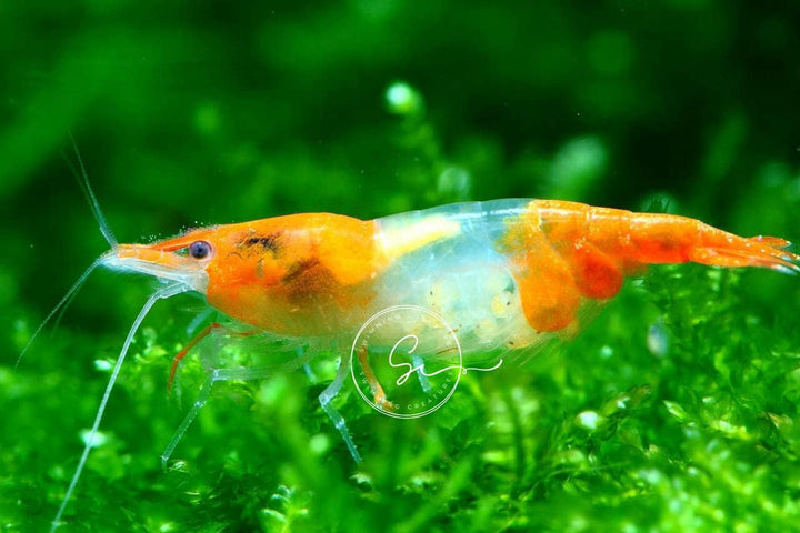 ™ Premium Neocaridina Shrimp – a Perfect Combo to Brighten Your Aquarium! (20 Mixed + 1MYSTERY Snail)