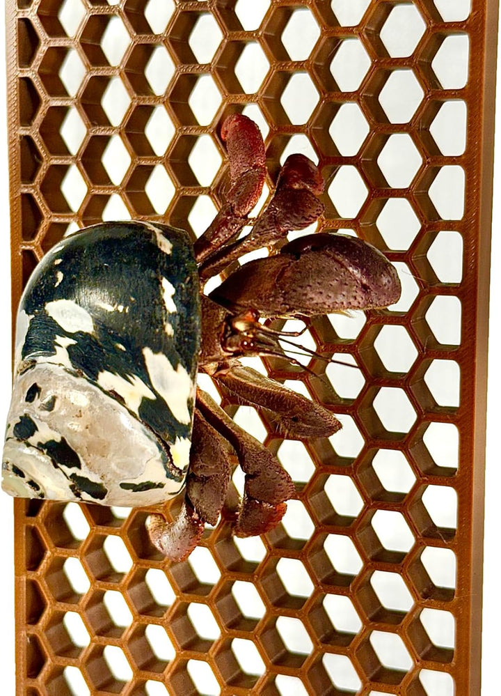 Hermit Crab Ladder Climbing Toy | Hermit Crab Tank Enrichment Decor | Hermit Crab Decoration Accessories Supplies Toys Ornaments