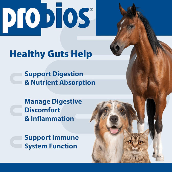 Digestive Support Probiotic for All Species, Probiotics for Gut Health, Dispersible Powder, 240 Gm