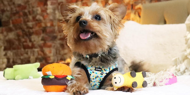 Pet Li'L Pals Dog Slicker Brush with Coated Tips - Dog Grooming Brush for Small Breeds & Puppies - One Size (3.25” X 7.25”)