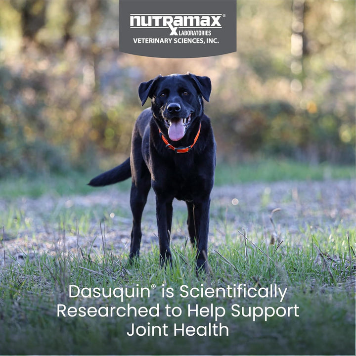 Dasuquin Joint Health Supplement for Large Dogs - with Glucosamine, Chondroitin, ASU, Boswellia Serrata Extract, and Green Tea Extract, 84 Soft Chews, DASL84SC