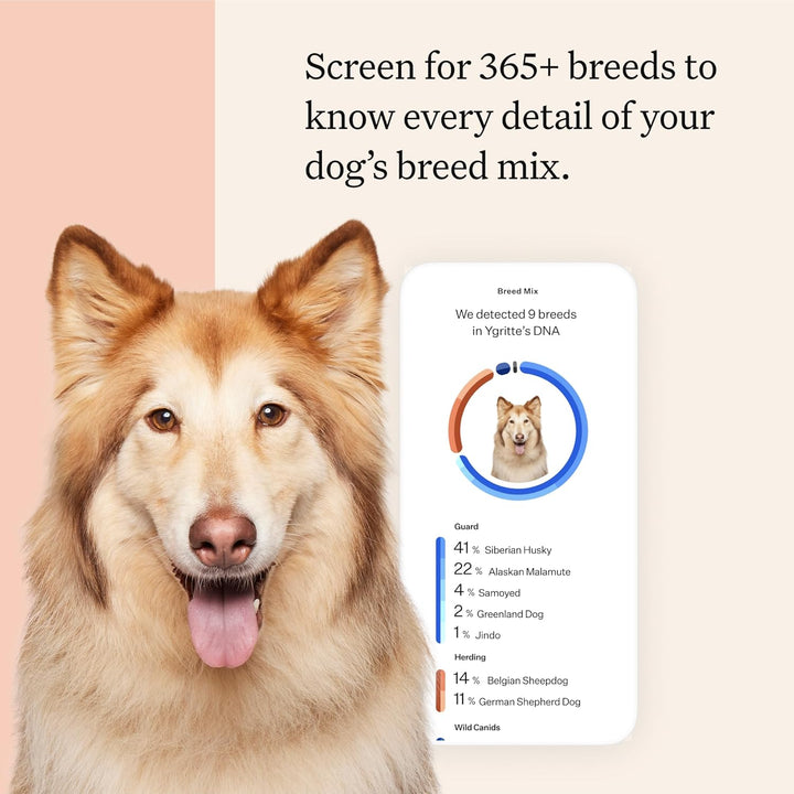 Panel Premium Dog DNA Kit: Most Comprehensive with 265+ Health Tests, Identify 365+ Dog Breeds, 50+ Traits, Relatives, Ancestry, Genetic Diversity - Pack of 1