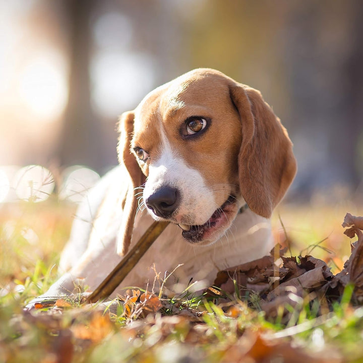 Bully Sticks for Small Dogs – All-Natural Beef Pizzle, High Protein, Low Fat, Long-Lasting, Grain & Rawhide-Free Dog Chews for Aggressive Chewers, Small (12 Ounce)