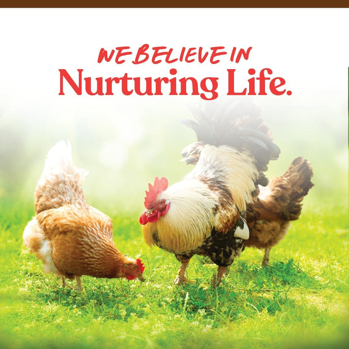 Harvest Delight - Whole Ingredient Chicken Treat - Harvest Mix of Grains, Raisins, Tomatoes, Carrots, Sunflower Seeds - Mixed Flock Poultry Treat - 2.5 Lbs