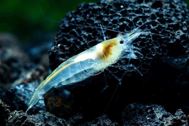 ™ Premium Neocaridina Shrimp – a Perfect Combo to Brighten Your Aquarium! (20 Mixed + 1MYSTERY Snail)