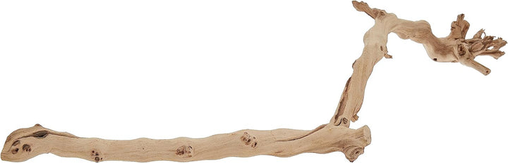 Forest Branch, Small