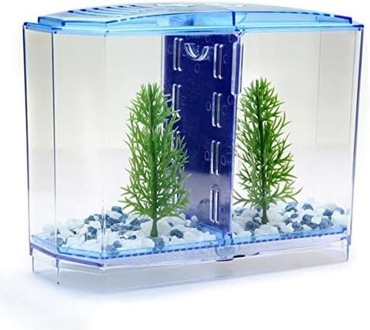 Twin Betta Bow-Front Kit for Aquarium Blue, Green, Tank Is 7.5" across the Front, 6" across the Back