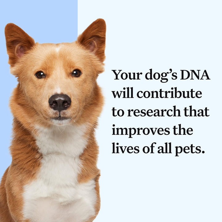 Health Essential Dog DNA Kit | Most Accurate Test | 365+ Breeds | 30 Genetic Health Conditions | 50+ Traits, Relatives, Ancestry | Pack of 1