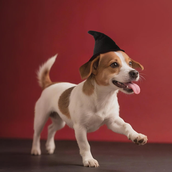 Witch Hat for Cats, Dog Halloween Witch Costume, Black Felt Adjustable Wizard Hat, Pet Costumes Halloween Accessories for Small Medium Pets