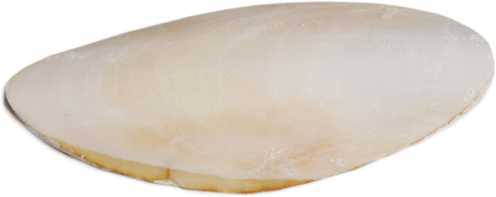 Prevue Pet Products Bpv1143 5-Inch Bird Cuttlebone, Medium